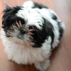 Meet your Posher, Tara